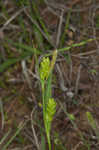 Blue sedge